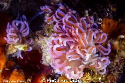 Mother and child- coral nudibranch by Peet J Van Eeden 